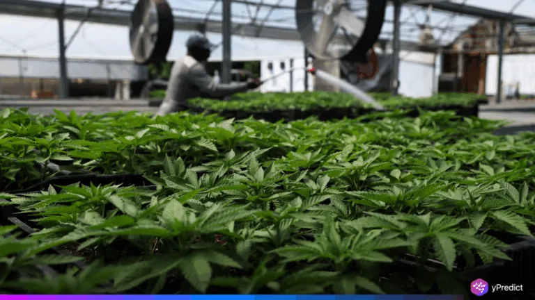 Cannabis Schedule III Move Could Transform Industry